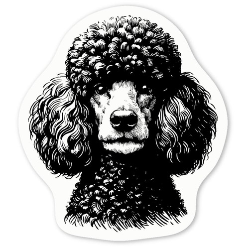 French poodle portrait white - portrait',