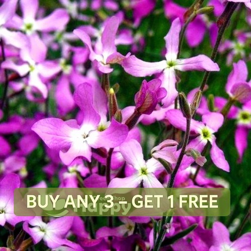 Night scented stocks - scented,