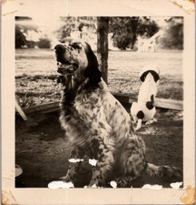 Vintage 1950s Snapshot Photo