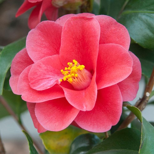Camellia mary williams - camellia,