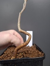 T5 wisteria Bonsai Tree