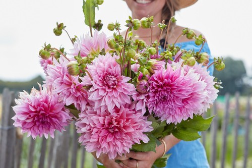 Dahlia tuber cafe - dahlia, au