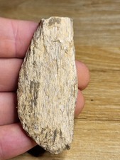 Kem Kem Dinosaur Fossil. Spinosaurus? African T-Rex? Abelisaur? (Ref 8521)