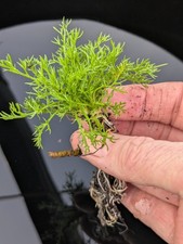 10 - 120-Lawn Chamomile