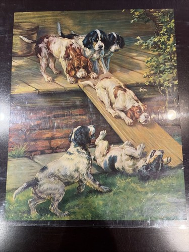 English setter puppies play - setter,