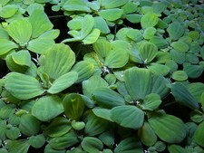 X15 Large Dwarf Water Lettuce