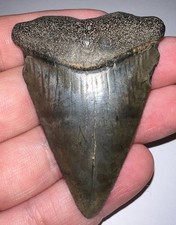 MONSTER Fossil GREAT WHITE