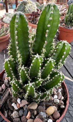 Cereus per florida fairy - per.,