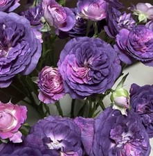 JAPANESE  ROSE  RINALDO BARE ROOT GARDEN ROSE,PERNNIAL PLANTS 