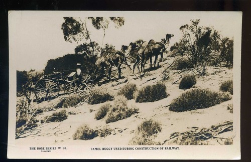 Trans australian railway camel - trans-australian,