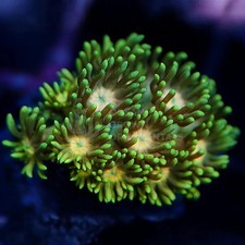 ⚡️🔥 “OGO LIGHTNING