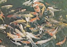 Postcard - Stapeley Water Gardens - Giant Koi Carp
