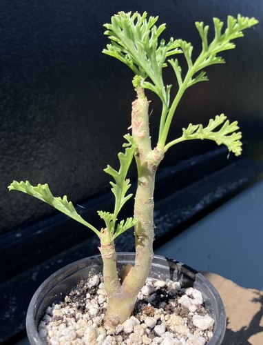 Pelargonium carnosum caudex - pelargonium,