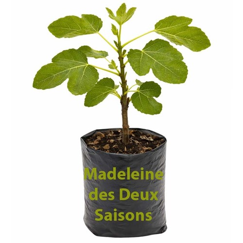 Madeleine des deux - madeleine,