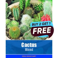 Cactus Mixed Flower Seeds- 28 Seeds Garden Plant Pots Tubs Borders