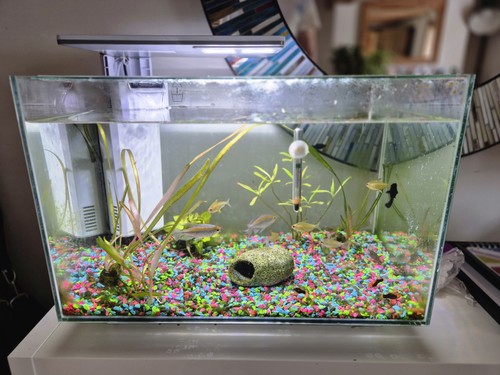 Tropical fish tank - tropical,