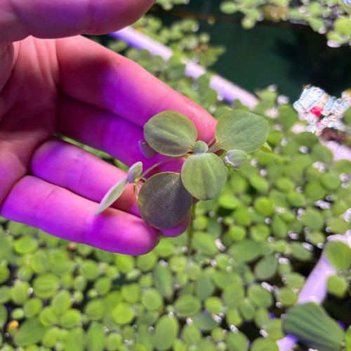 Dwarf nano water - water, lettuce