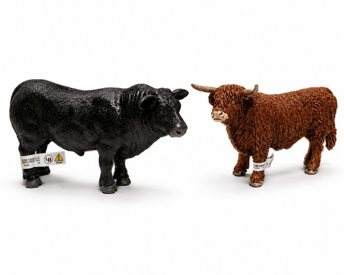 Black angus highland - &, bull