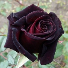 CLIMBING  ROSE BLACK QUEEN BARE ROOT GARDEN ROSE,PERNNIAL PLANTS 