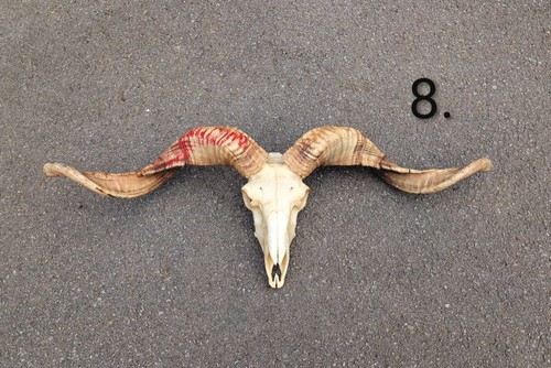 Large ram skull oddities - large,