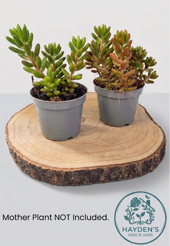 Cuttings succulent sedum - succulent,