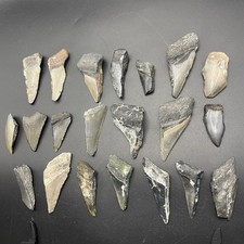 Megalodon Shark Tooth Partial