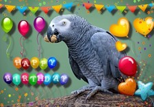 African grey parrot happy - african,