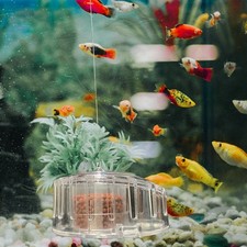 Pest Catch Box Fish Tank