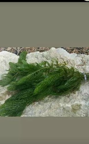 Hornwort pond weed aquarium - hornwort,