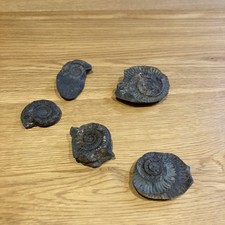 British fossils 5 - british,