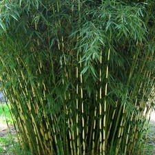 Umbrella bamboo fargesia - umbrella,