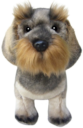 Wirehaired dachshund teddy - wirehaired,