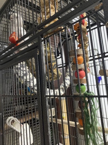 Budgie play accessory - budgie,