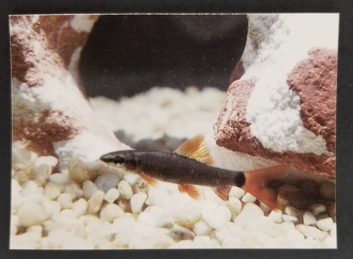 Red fin shark 1990 - red,