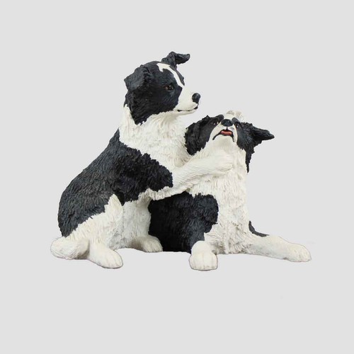 Pair border collie pups - border,