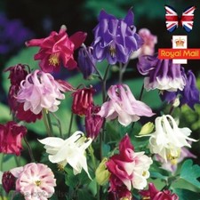 AQUILEGIA 50 SEEDS MIX