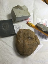 Four Trilobites, one each from