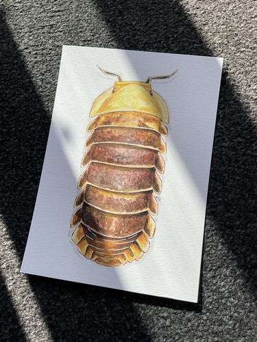 Rubber ducky isopod art - isopod,