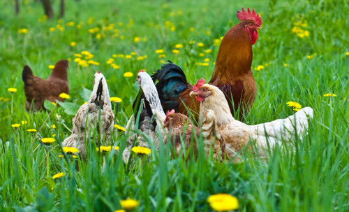 Organic free range chicken - organic,,