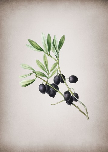 Vintage olive tree branch - tree,