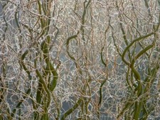 10 x  - Corkscrew Willow