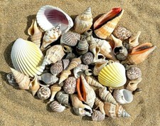 100g MIXED SEASHELLS FROM BALI (HOME DECOR / ART & CRAFT / AQUARIUM)