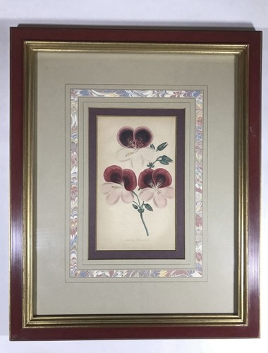 Antique botanical engravings - botanical,