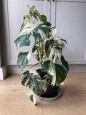 Monstera Albo Variegated Large