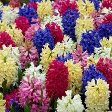 HYACINTH~RAINBOW MIX~FLOWER