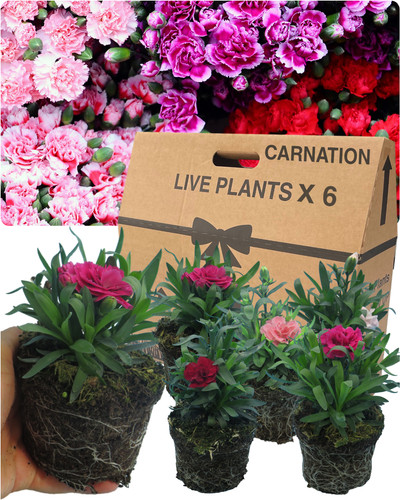 Large carnation plants - large,