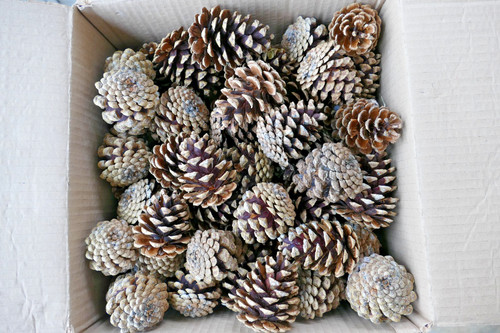 Box natural fir pine - box,