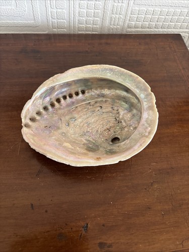 Big abalone shell large - shell,