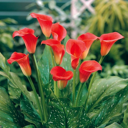 Zantedeschia majestic red - zantedeschia,