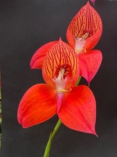 Disa Orchid uniflora. UK National Collection holders